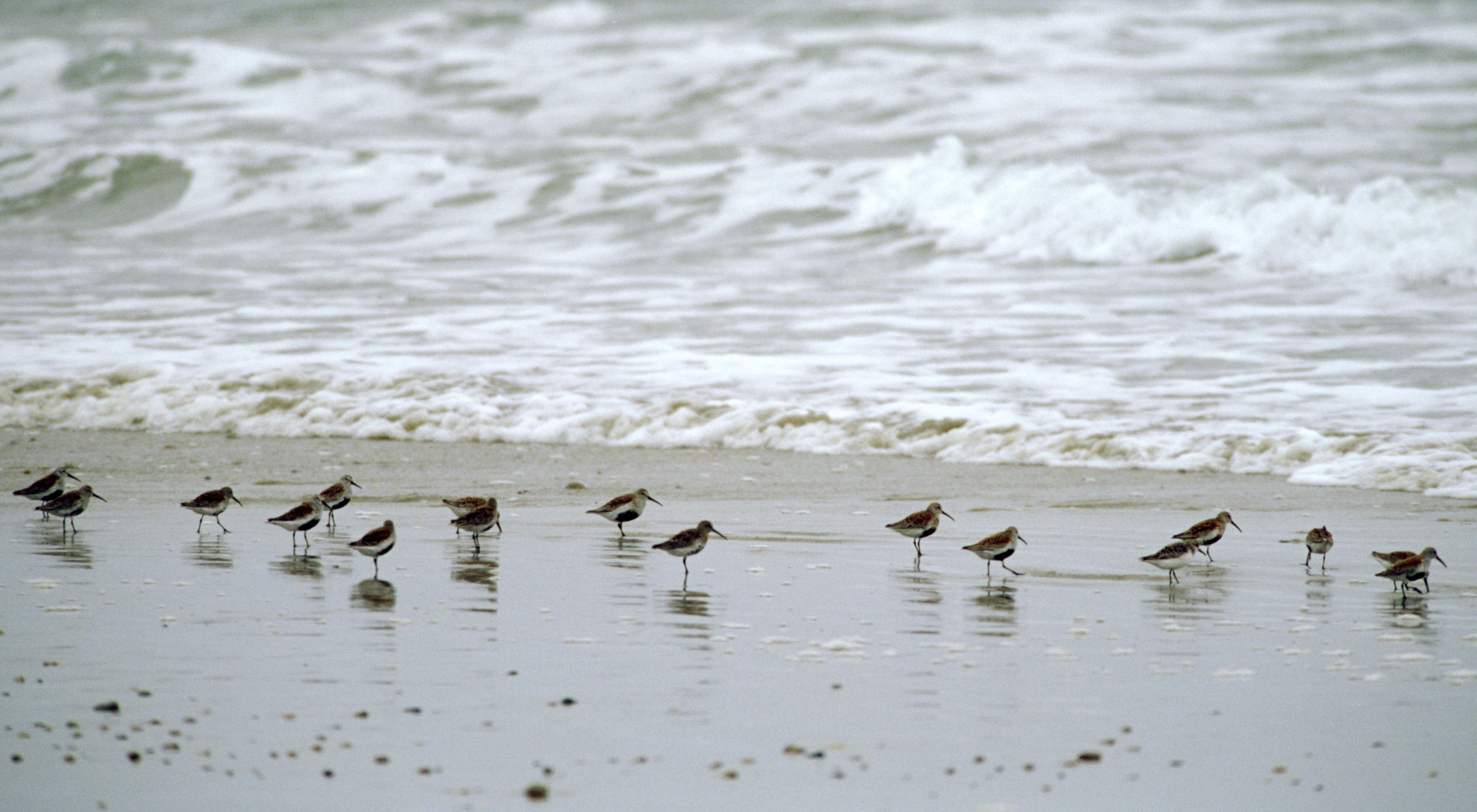 A dozen small shorebirds run along the edge of the surf, probing the sand for food.