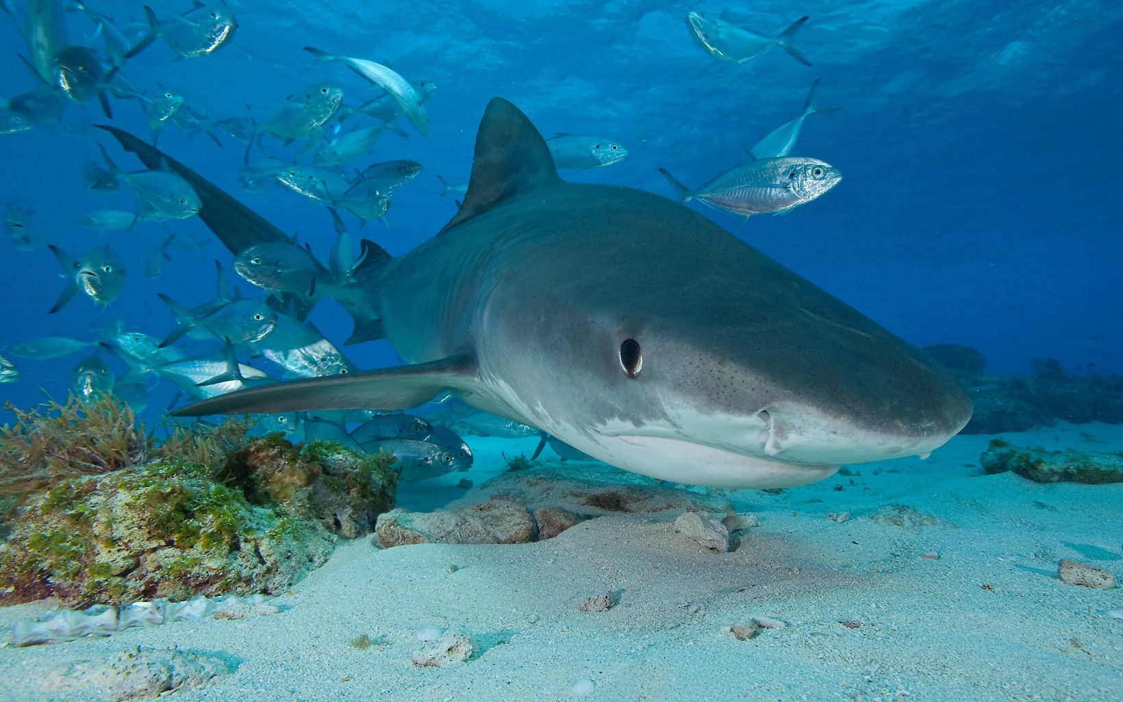 front view of a shark with silver fish swimming in the background