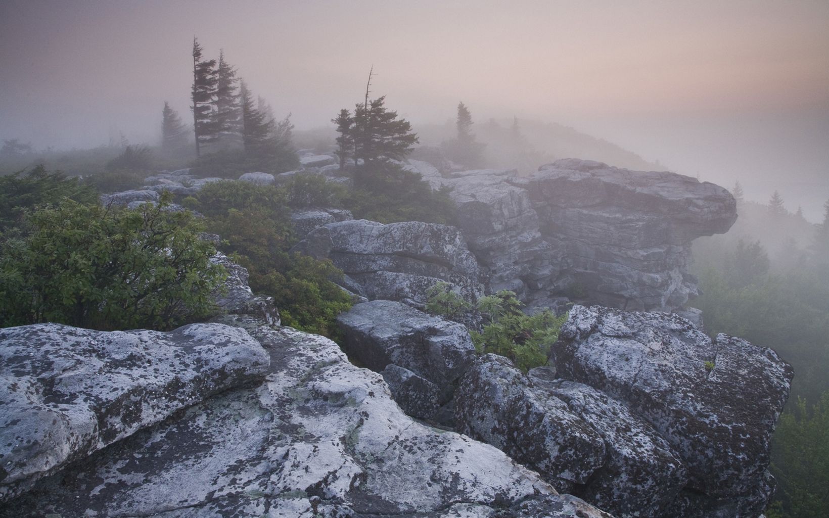 Shroud of Fog Stunted red spruce, ancient bogs and forlorn boulders. © Kent Mason
