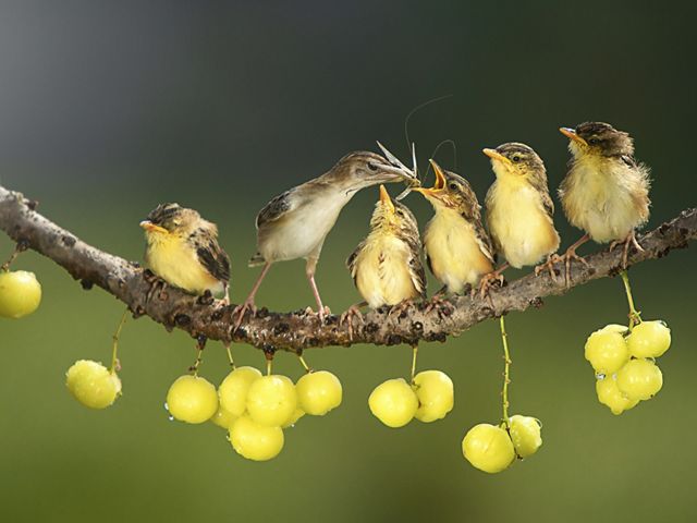 A row of yellow birds sitting on a leaf.
