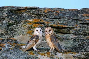 Two white, tan and black owls stand side-by-side on lichen-covered rocks.