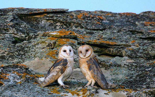 Two white, tan and black owls stand side-by-side on lichen-covered rocks.