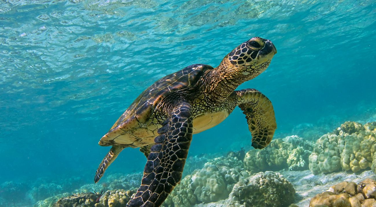 a small sea turtle swimming in clear, blue water