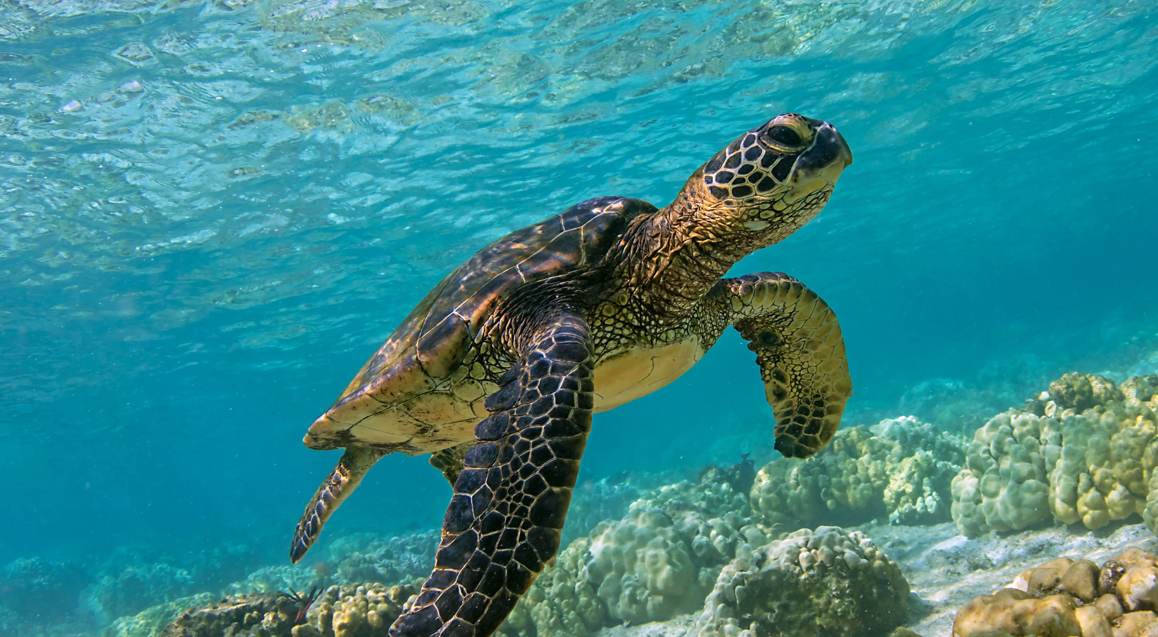 a small sea turtle swimming in clear, blue water