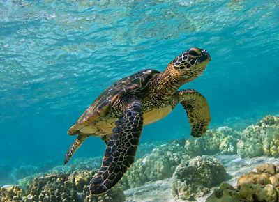Hawaiian green sea turtle swims in the Hawaii waters.