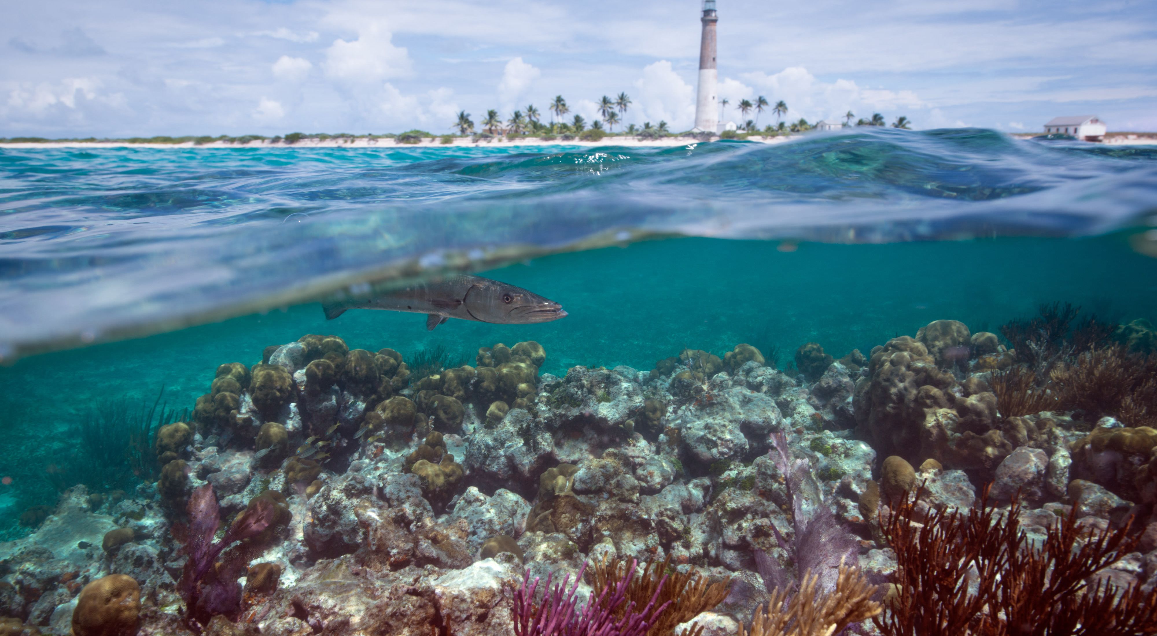 A fish swims over coral reefs with a lighthouse and palm trees visible on land.