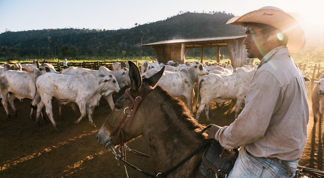 A cowboy on a mule with a herd of white cattle.