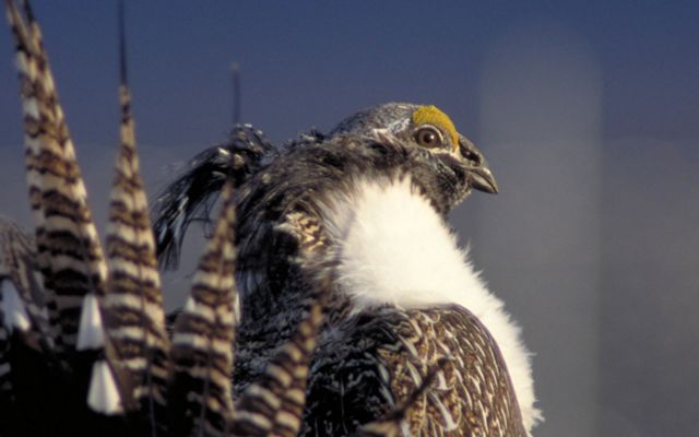Profile view of the highly imperiled, Gunnison sage grouse, whose habitat is the sagebrush shrublands along the Gunnison river in western Colorado.