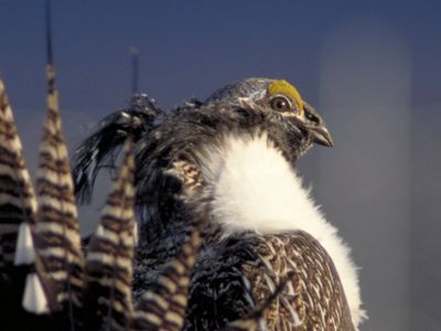 Profile view of the highly imperiled, Gunnison sage grouse, whose habitat is the sagebrush shrublands along the Gunnison river in western Colorado.