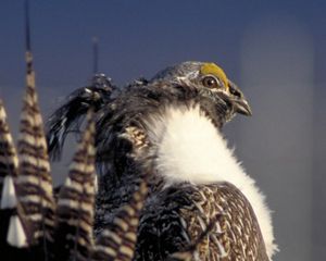 closeup side view of a large grouse bird