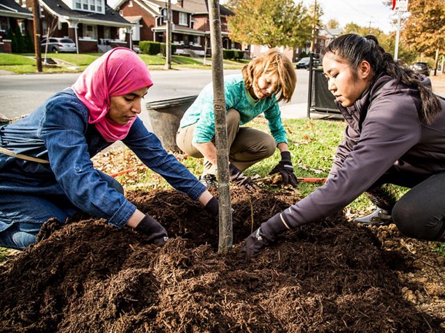 Volunteers plant trees in Louisville, Kentucky.
