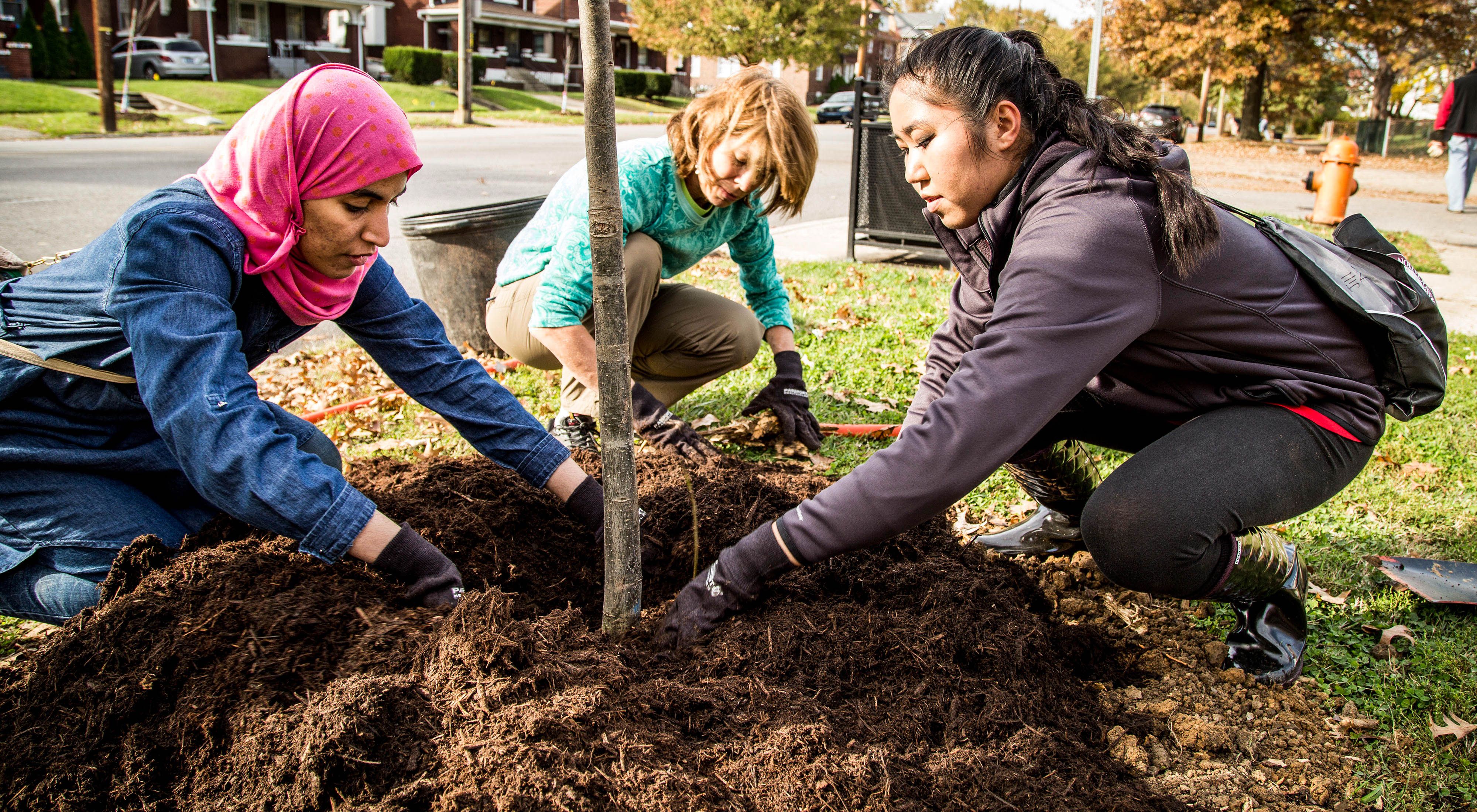 Three multicultural women plant a tree together.