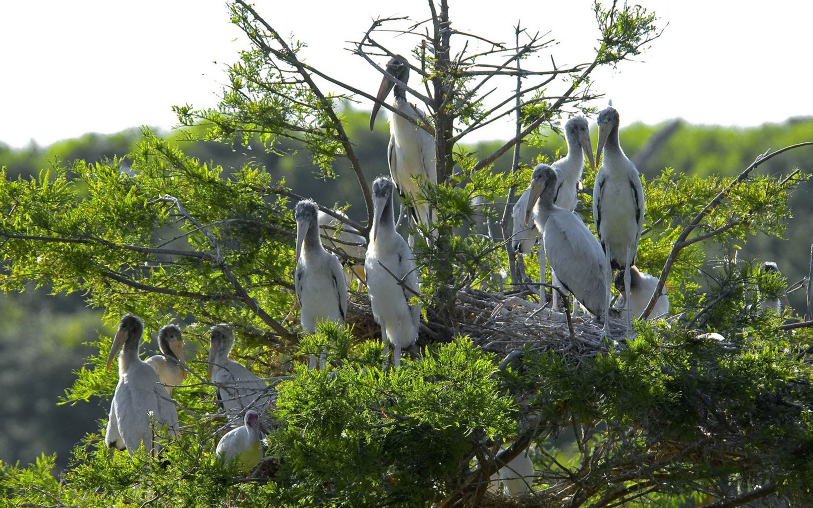 Ten large white birds sit in a tree top around a large 