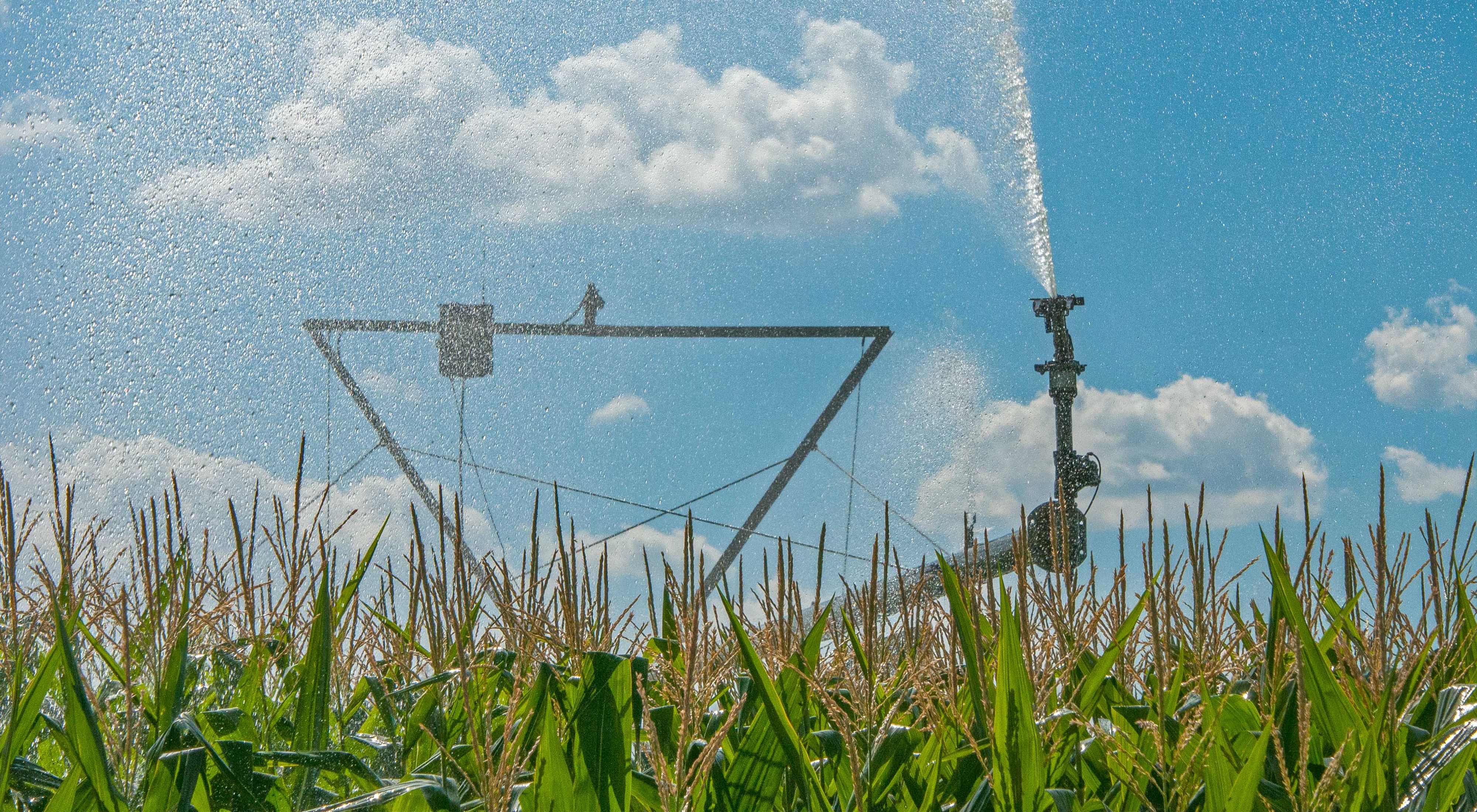 A large pivot spraying water on row crops of corn.