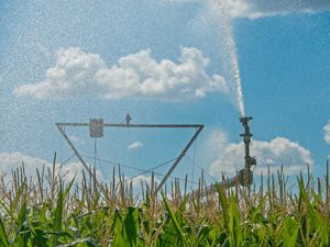 A large pivot sprays water on rows of corn