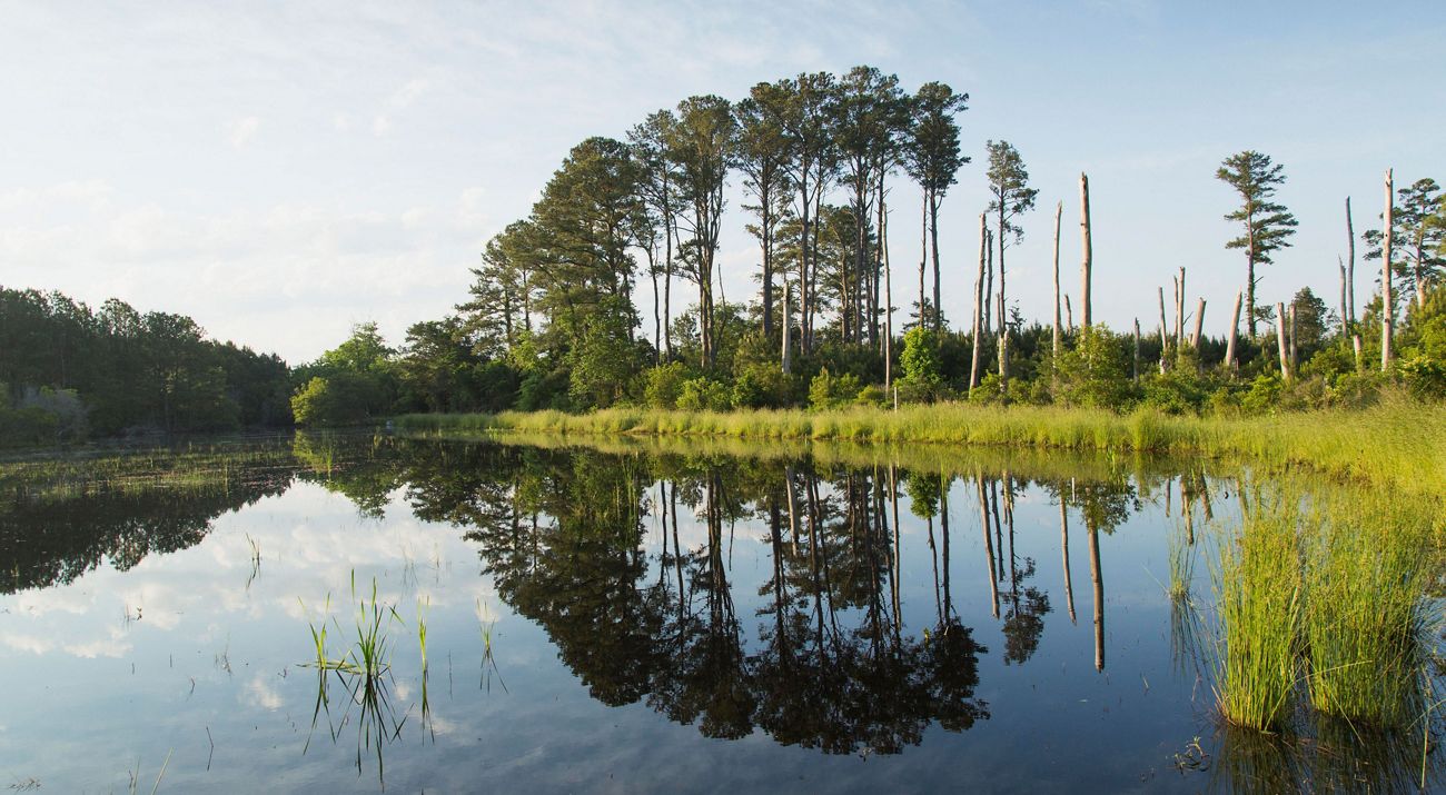 The mirror like surface of a large pond reflects the tall pine trees and limbless, bleached snags that line its edge.