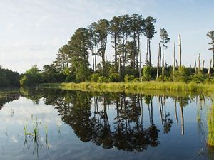 The mirror like surface of a large pond reflects the tall pine trees and limbless, bleached snags that line its edge.