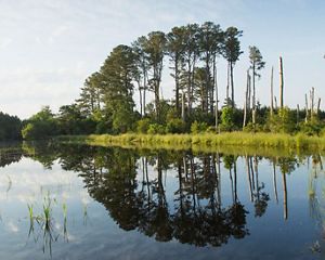 The mirror like surface of a large pond reflects the tall pine trees and limbless, bleached snags that line its edge.