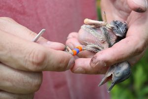 A man holds a woodpecker chick in one hand and uses his other to check the multicolored plastic bands that have been applied to the bird's leg for identification.