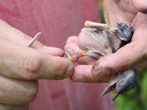 Red-cockaded woodpecker chick being banded.