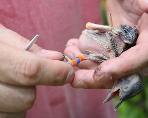 Red-cockaded woodpecker chick being banded.