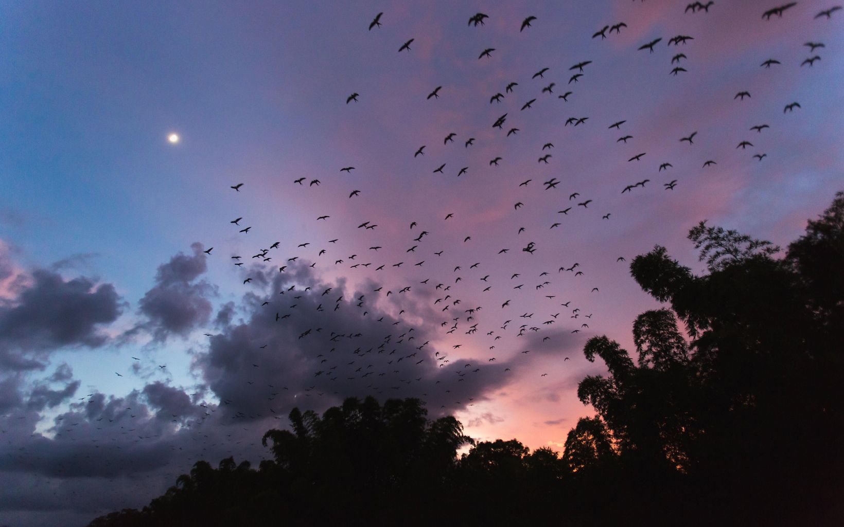 a flock of birds  at sunset above some silhouetted trees 