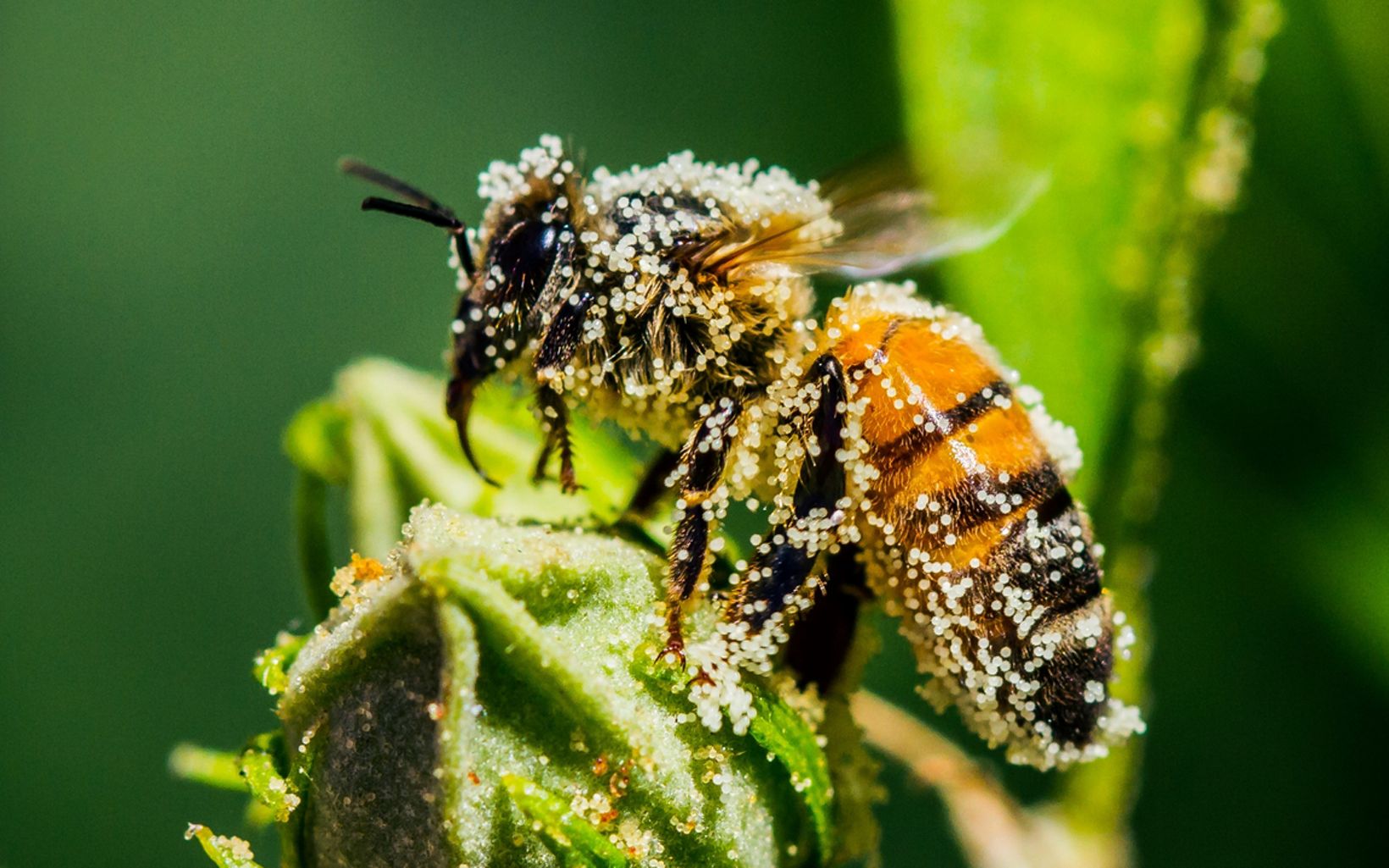 Honey bee collecting pollen With large and small-scale projects, TNC is responding to the crisis of pollinator decline in locations across North America. © Andrew Lancaster /TNC Photo Contest 2019