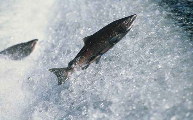 Adult chinook salmon (Oncorhynchus tshawytscha) jump up waterfall on their journey home to spawning waters.