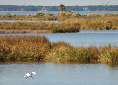 A great egret flies over a salt marsh.