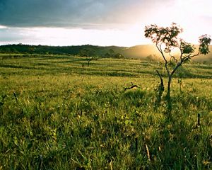The Cerrado of Chapada dos Veadeiros National Park.