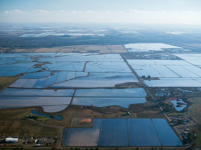 Aerial view of flooded rice fields in California's Sacramento Valley. 