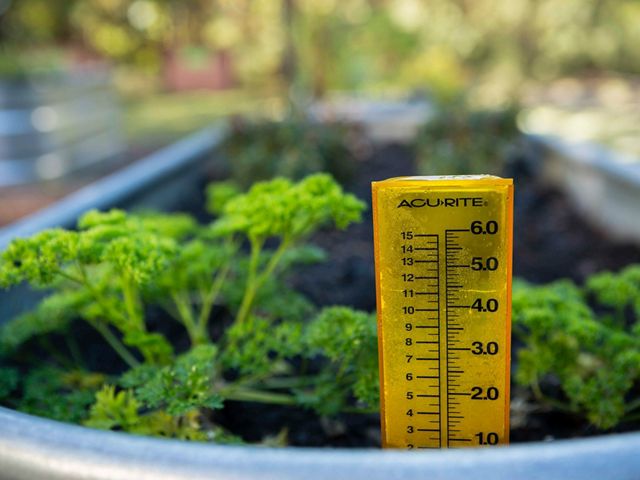 Curly leaf parsley