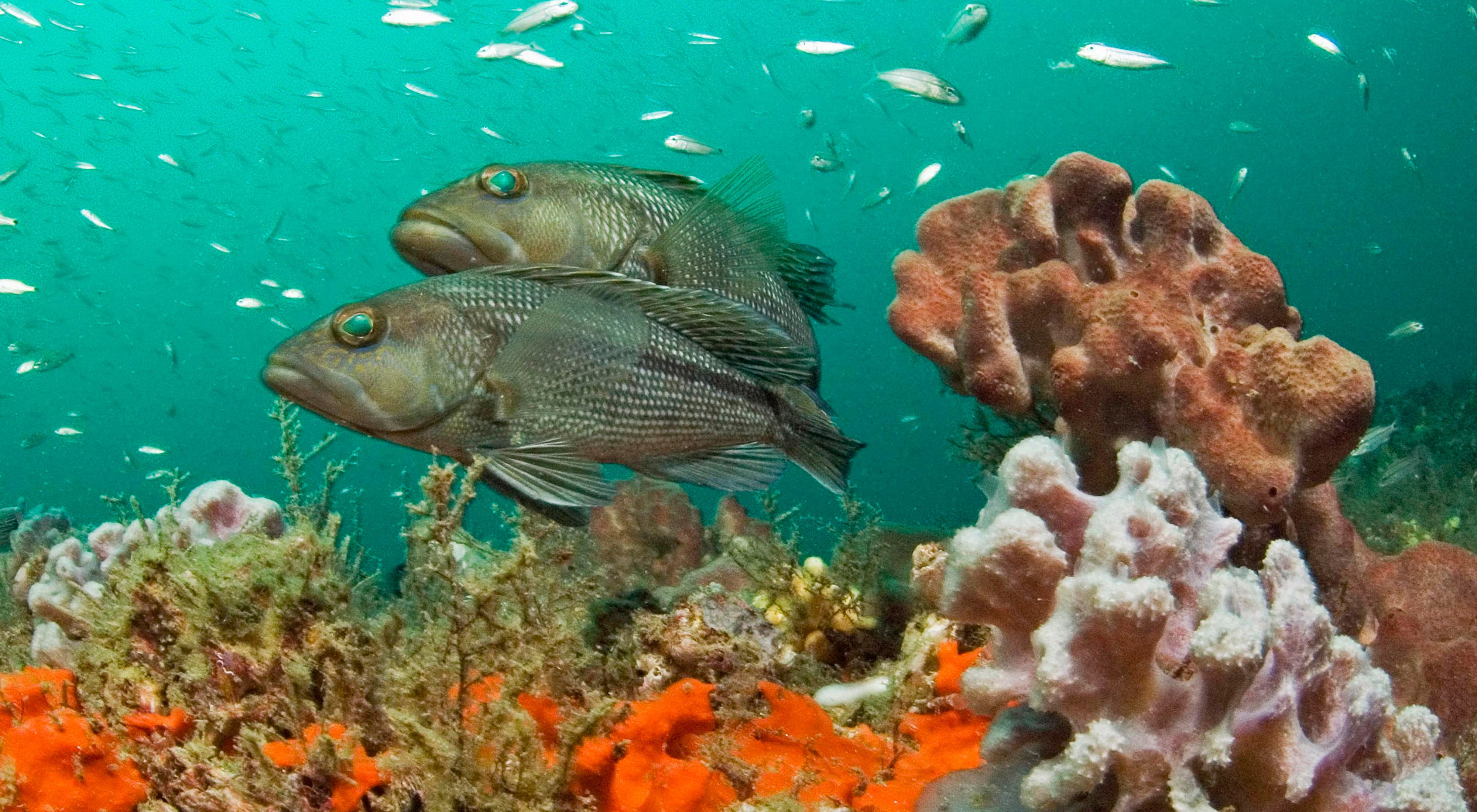 Two black sea bass swimming over coral at Grays Reef National Marine Sanctuary off the coast of Georgia