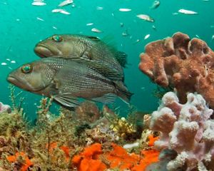 Two Georgia black sea bass and coral underwater