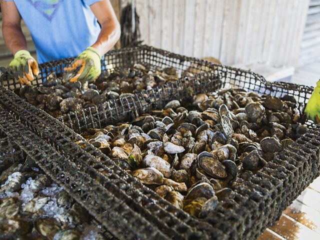Close view of a large, flat metal cage. Two sections of the cage are piled with fresh oysters ready for sorting.