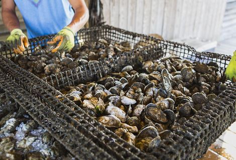 A large, flat metal cage of freshly harvested oysters. A man wearing yellow and green gloves stands in the background sorting the oysters.