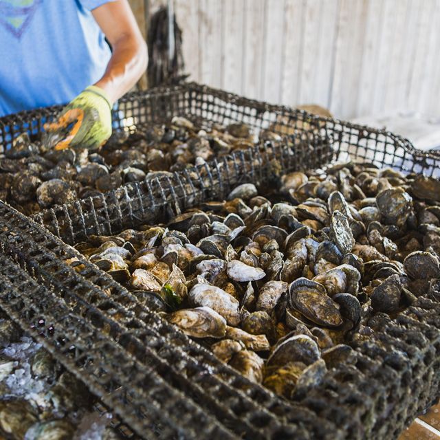 A large, flat metal cage of freshly harvested oysters. A man wearing yellow and green gloves stands in the background sorting the oysters.