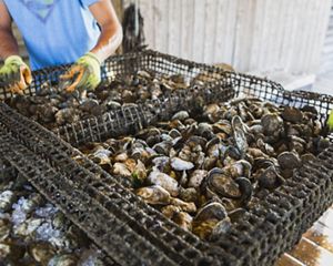 A looping video showing a man driving a boat to and from an oyster bed, and pulling oyster cages out of the water and into the boat.