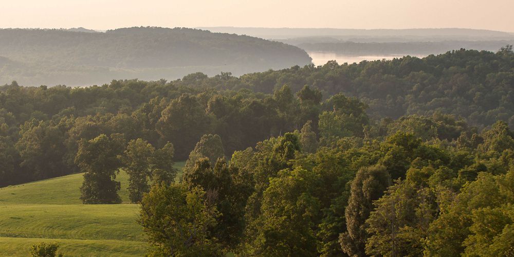 Native grasses in Kentucky.