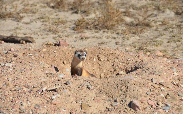 A black-footed ferret peeks out from a prairie dog burrow during the day.
