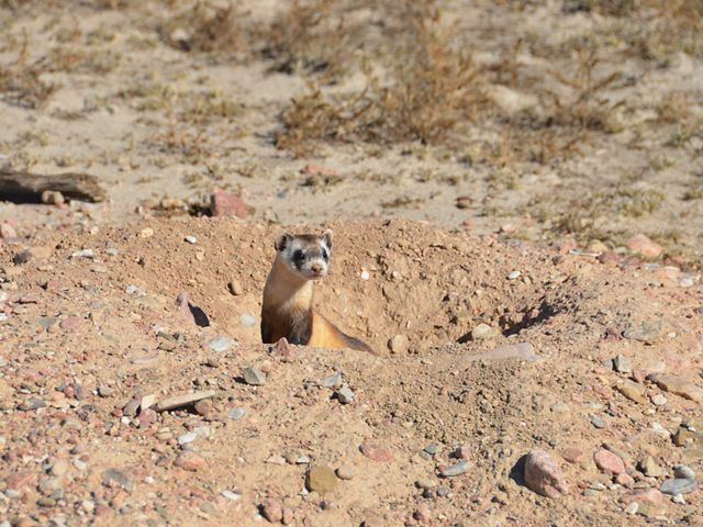 A black-footed ferret peeks out from a prairie dog burrow during the day.