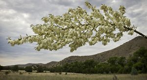 Flower yucca branch in the foreground with an open meadow and ridges in the background.