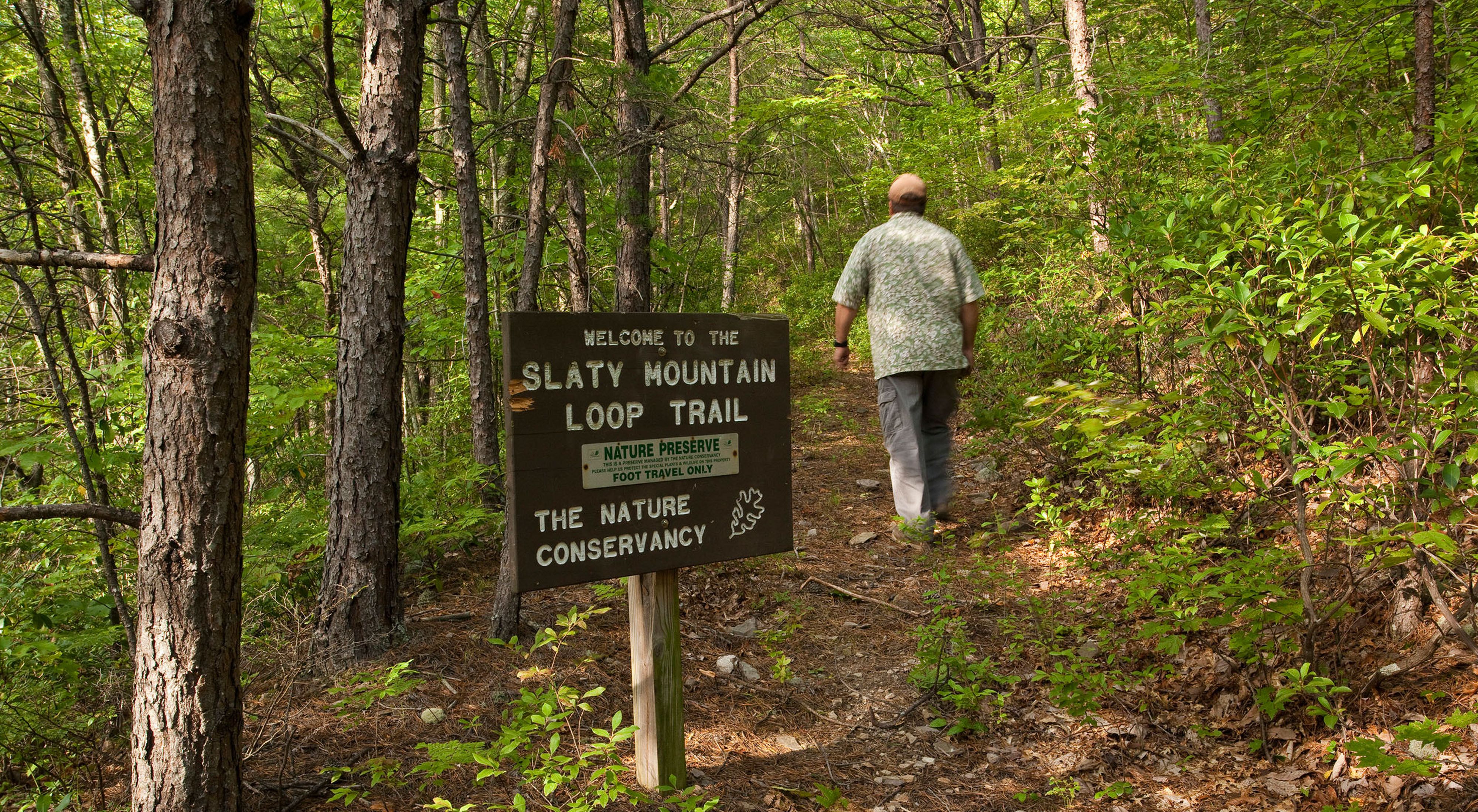 A hiker walks along a trail in a densely wooded forest.