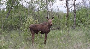 A moose standing in a clearing in a forest gazes in the direction of the camera.
