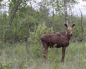 Lone moose at the Glacial Ridge Project for prairie and wetland restoration in northwestern Minnesota