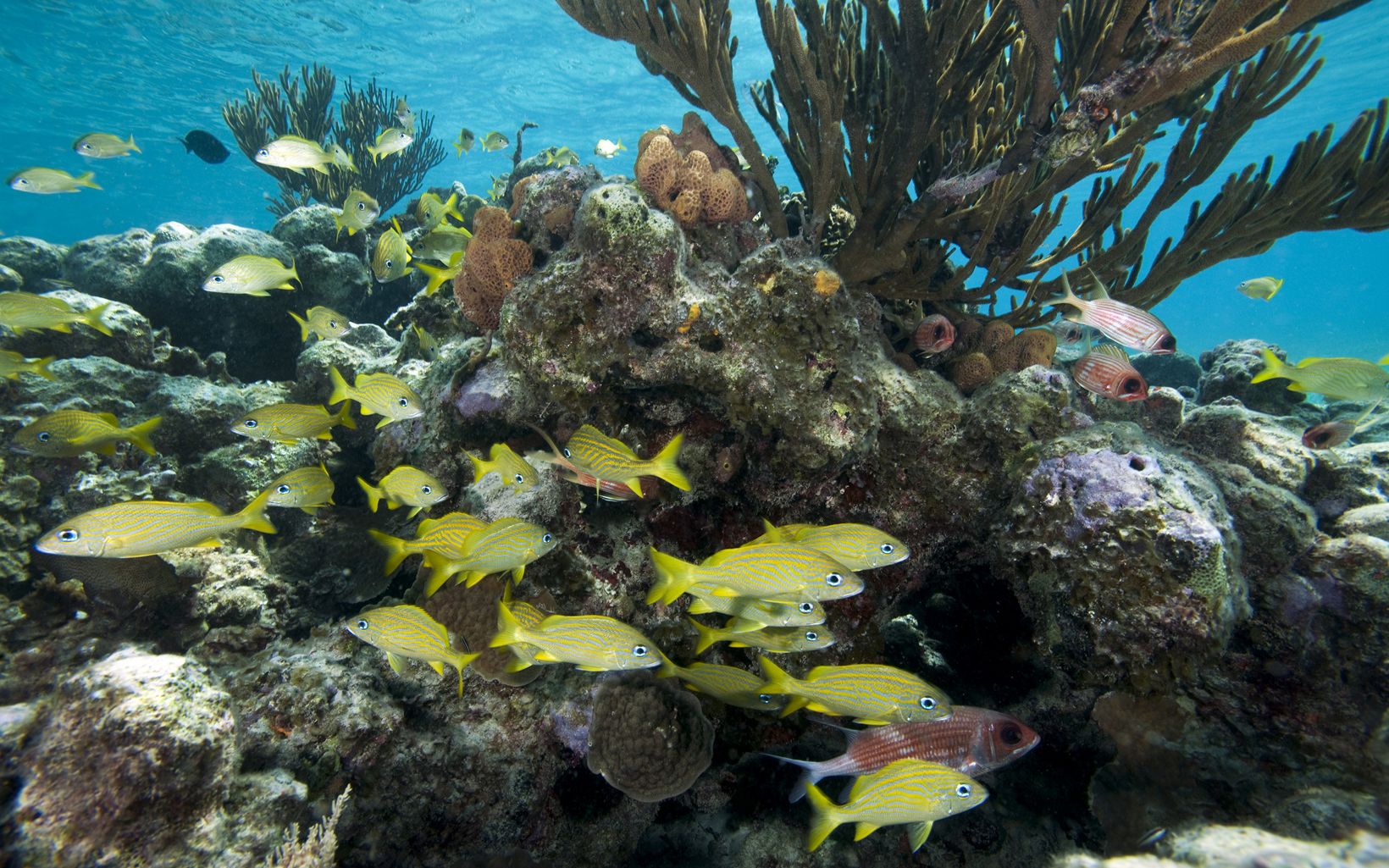 Fish swim through healthy reefs in the Exuma Cays.