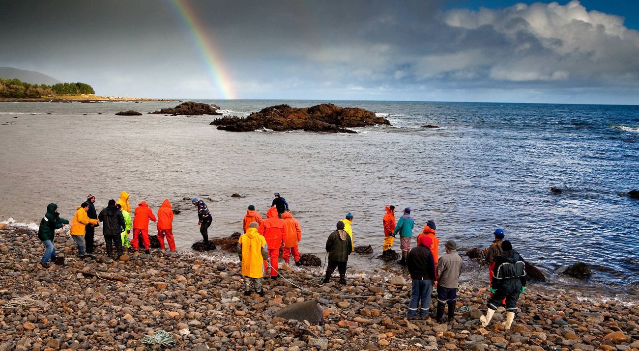 Loco fishery at Huape Fishing association in Palo Muerto Locality. Loco are a type of Chilean Abalone and are important to the local economy for their high value. This gathering of abalone takes place once a year. Photo credit: © Ian Shive