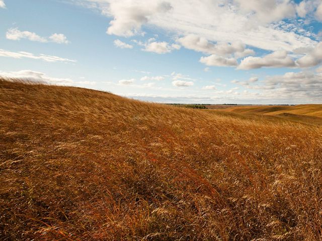 Prairie grasses on a hillside blowing in the wind.
