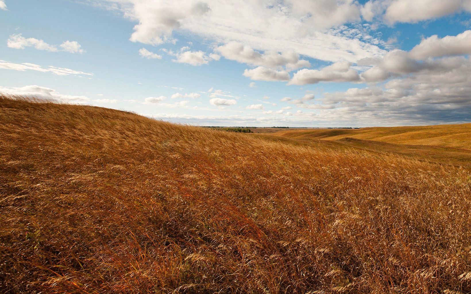 An open grassland pasture in fall with wind blowing in the grasses.