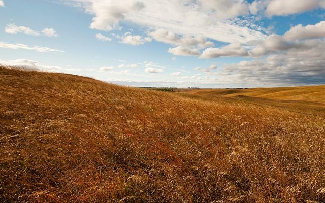 Landscape view of vast golden grasslands with blue sky and puffy clouds overhead.